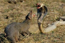 Kinh hoàng xem rắn hỗn chiến (5)