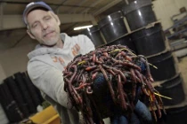 Top khám phá đáng ngạc nhiên về giun đất