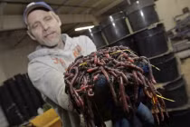 Top khám phá đáng ngạc nhiên về giun đất