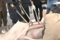 Dân Nhật hào hứng xem mổ xẻ cá mập miệng to