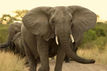 Sự thật ít người biết về loài voi