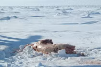 Ảnh gấu Bắc cực bị xẻ thịt, lột da gây sốc