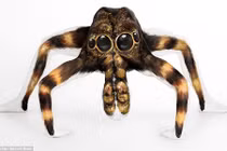 Nghệ thuật vẽ cơ thể người thành... quái thú