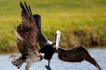 Ảnh động vật tuần: Bồ nông cả gan cướp mồi ưng biển