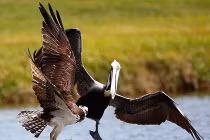 Ảnh động vật tuần: Bồ nông cả gan cướp mồi ưng biển