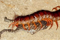 Những màn giết mồi kinh dị của rết (3)