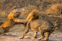 Cảnh tàn khốc sư tử đực quyết chiến cùng tình địch