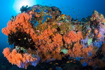 Những điều huyền bí đáng kinh ngạc trong lòng đại dương