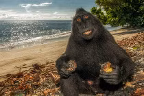 Ngắm bộ mặt khỉ siêu hài hước