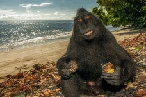 Ngắm bộ mặt khỉ siêu hài hước