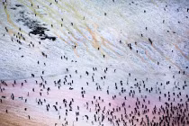 Lật tẩy bí ẩn băng Nam cực “bảy sắc cầu vồng” 