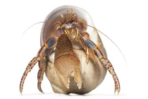 Vẻ đẹp kỳ lạ của sinh vật biển không xương cực hiếm