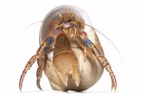 Vẻ đẹp kỳ lạ của sinh vật biển không xương cực hiếm