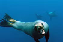 Ác mộng sư tử biển – top ảnh động vật ấn tượng