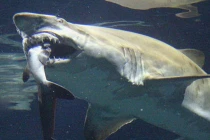 Top động vật ăn thịt đồng loại đáng sợ nhất 