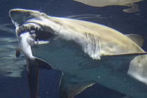 Top động vật ăn thịt đồng loại đáng sợ nhất 