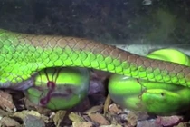 Tận mục cảnh rắn lục đuôi đỏ đẻ bầy con rồi chết