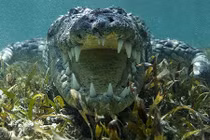 Liều mạng đối mặt cá sấu khổng lồ dưới nước