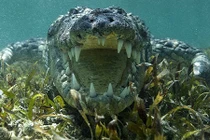 Liều mạng đối mặt cá sấu khổng lồ dưới nước