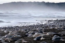 Hoành tráng cảnh hàng nghìn rùa cùng vượt cạn