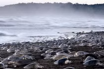 Hoành tráng cảnh hàng nghìn rùa cùng vượt cạn