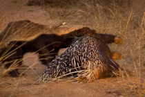 Kinh hoàng lửng mật ong xơi tái nhím khủng