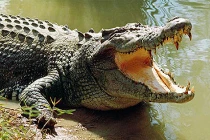 Những bí ẩn đáng kinh ngạc về động vật 