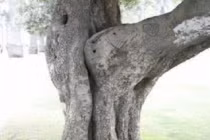 Điểm danh những thân cây quái đản nhất hành tinh (6)