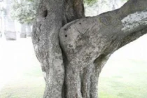 Điểm danh những thân cây quái đản nhất hành tinh (6)