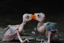 Điểm qua hình ảnh động vật hoang dã ấn tượng nhất 2013