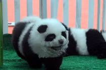 Trung Quốc: Dùng chó nhái gấu trúc kiếm tiền