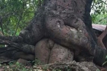 Điểm danh những thân cây quái đản nhất hành tinh (3)