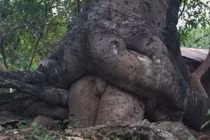 Điểm danh những thân cây quái đản nhất hành tinh (3)