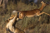 Cú đá ngoạn mục văng mõm sư tử của linh dương