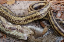 Kinh hoàng xem rắn hỗn chiến (25)