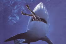 Điểm các khu vực dễ bị cá mập tấn công nhất