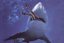 Điểm các khu vực dễ bị cá mập tấn công nhất