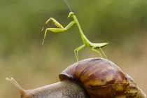 Ảnh động vật tuần qua: Bọ ngựa cưỡi ốc sên