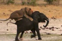 Kinh hoàng cảnh sư tử rượt và xé xác voi