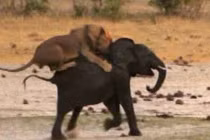 Kinh hoàng cảnh sư tử rượt và xé xác voi