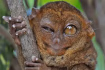 Điểm mặt động vật có thần nhãn xuất sắc nhất