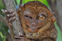 Điểm mặt động vật có thần nhãn xuất sắc nhất