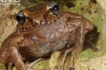 Giáp mặt các loài ếch cực dị vùng Haiti