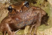 Giáp mặt các loài ếch cực dị vùng Haiti