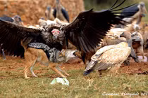 Chó rừng đi ăn cướp, bị bầy kền kền đánh tả tơi