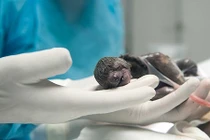 Tận mục quá trình mổ đẻ khẩn cấp cho... con lười