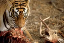 Quái chiêu săn mồi đẫm máu của chúa sơn lâm (8)