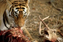 Quái chiêu săn mồi đẫm máu của chúa sơn lâm (8)