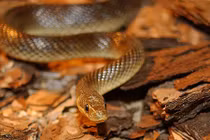 Rắn thần y - biểu tượng y tế sống ở Ba Lan