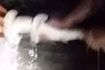 Xem ngư dân đỡ đẻ khẩn cấp cho cá mập đầu búa